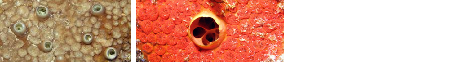 Image of Coral Boring Pests